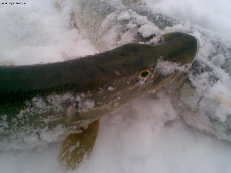 --���� 2009 - ������� (����������)