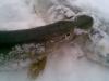 зима 2009 - рыбалка (фотоальбом)
