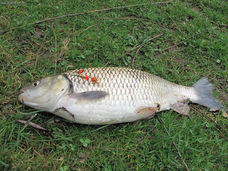 --��������� �������� - ������� (����������)