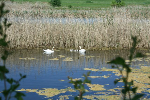 --Wiesbaden - ������� (����������)