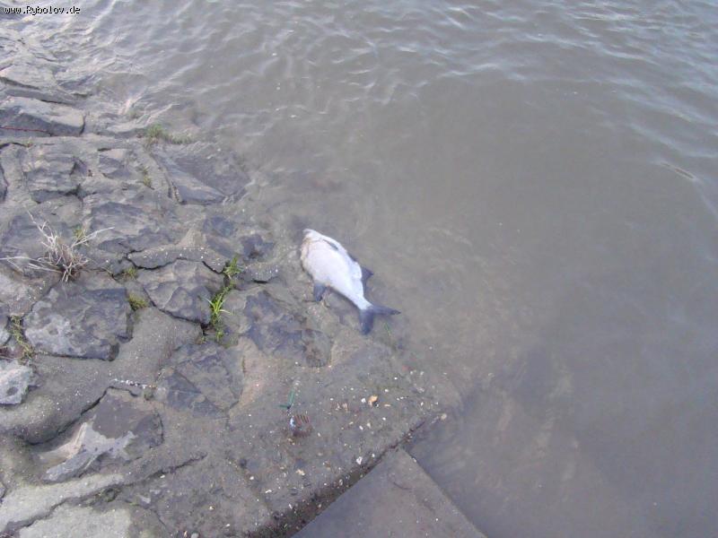 --��� - ������� (����������)