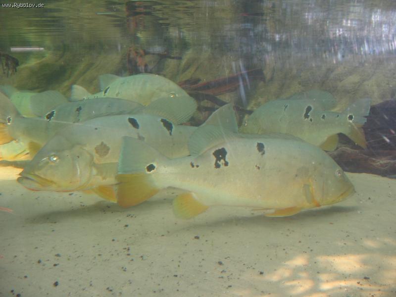 --..����� �������� ��.. - ������� (����������)