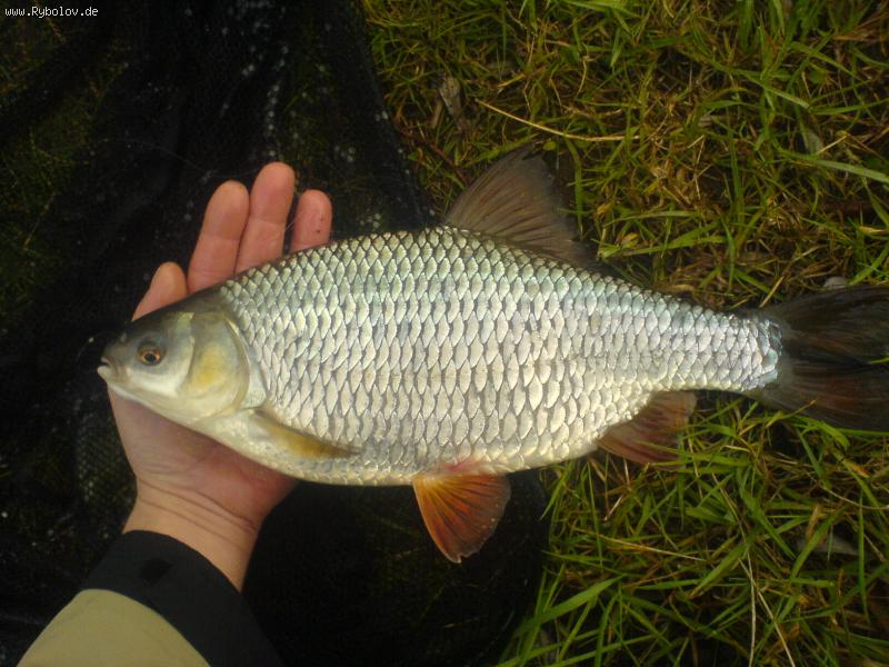 --Nicht schlecht -  ()