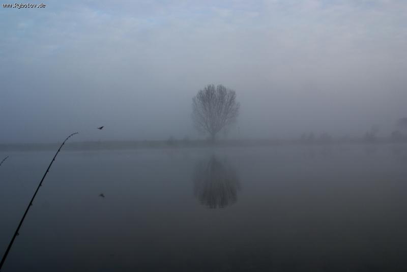 --Дерево - рыбалка (фотоальбом)
