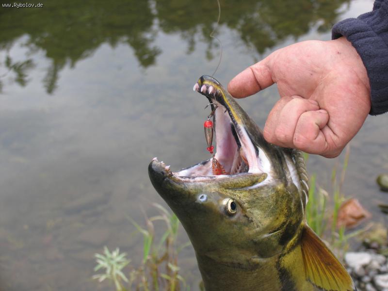 --������� �������� - ������� (����������)