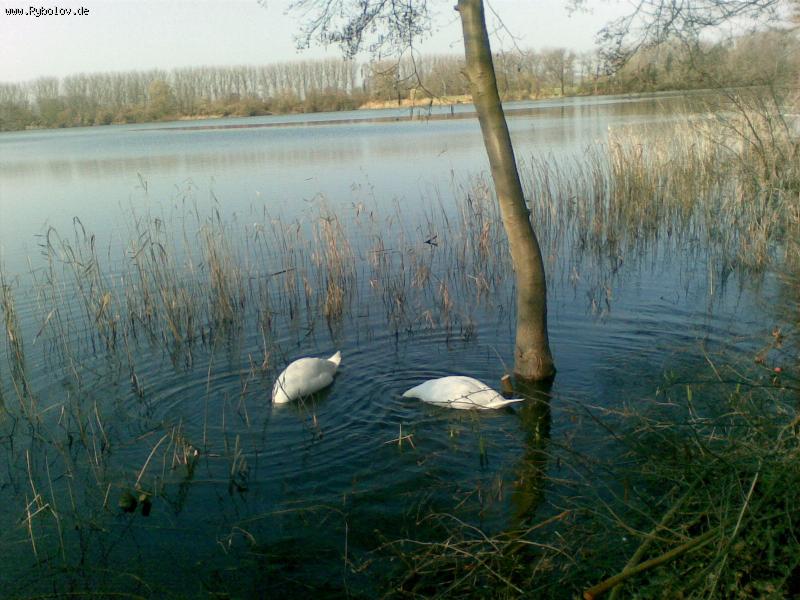 --�������������. - ������� (����������)