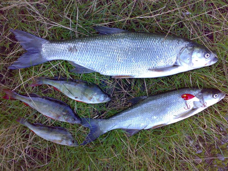 --�����! Kanal - ������� (����������)