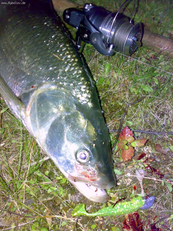 --�����! Kanal - ������� (����������)