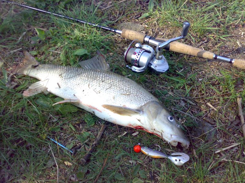 --Raub Barbe - ������� (����������)