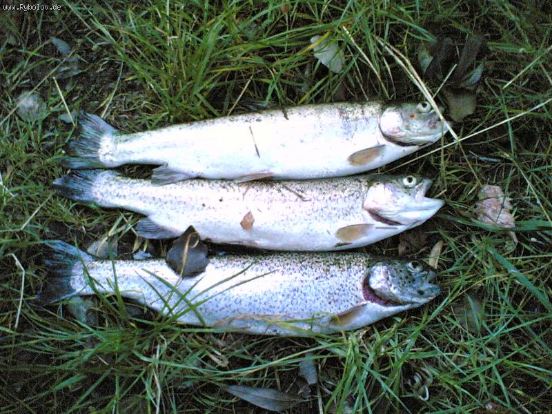 --Regenbogenforelle �� ������� - ������� (����������)