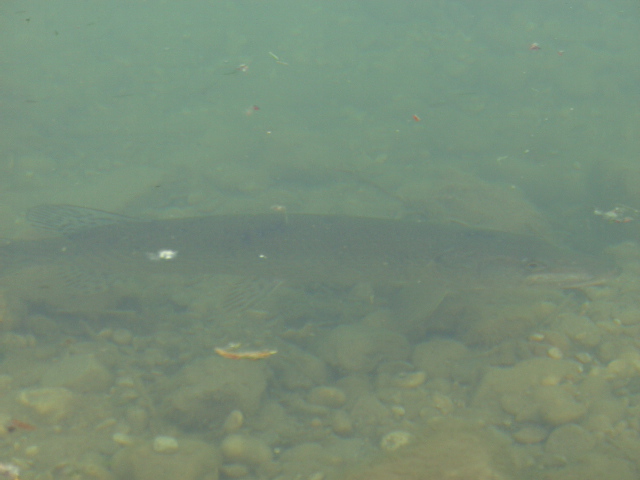 --����� - ������� (����������)