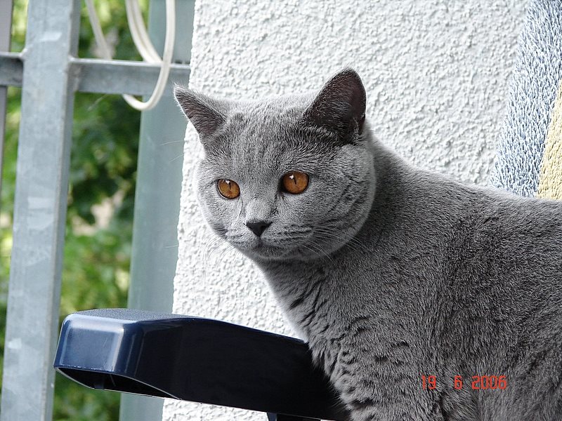 --���  "�����" - ���� - ������� (����������)