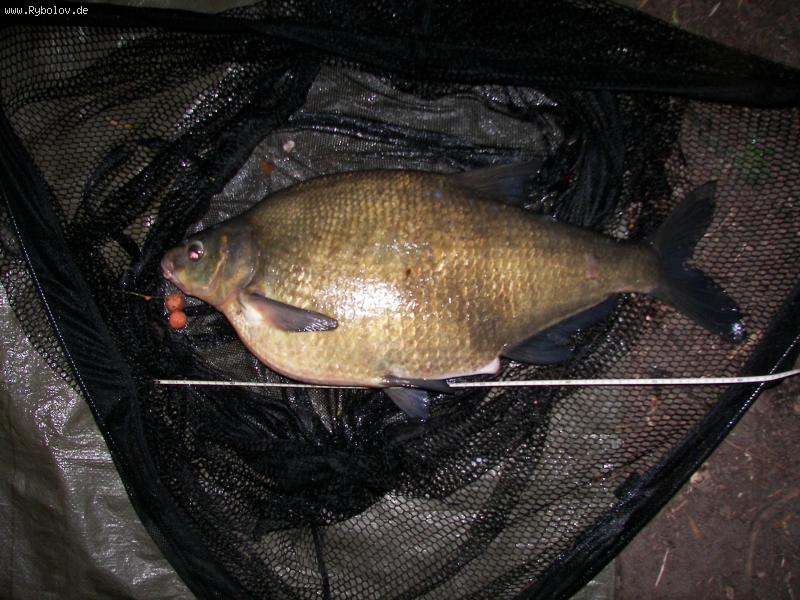 --�� �� �� ���������� ��������� �� ������ - ������� (����������)