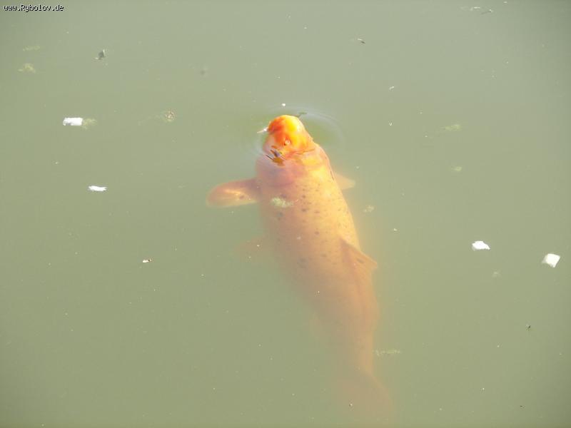 -- . Sch&#246;nwasserweiher. 2,300kg. -  ()