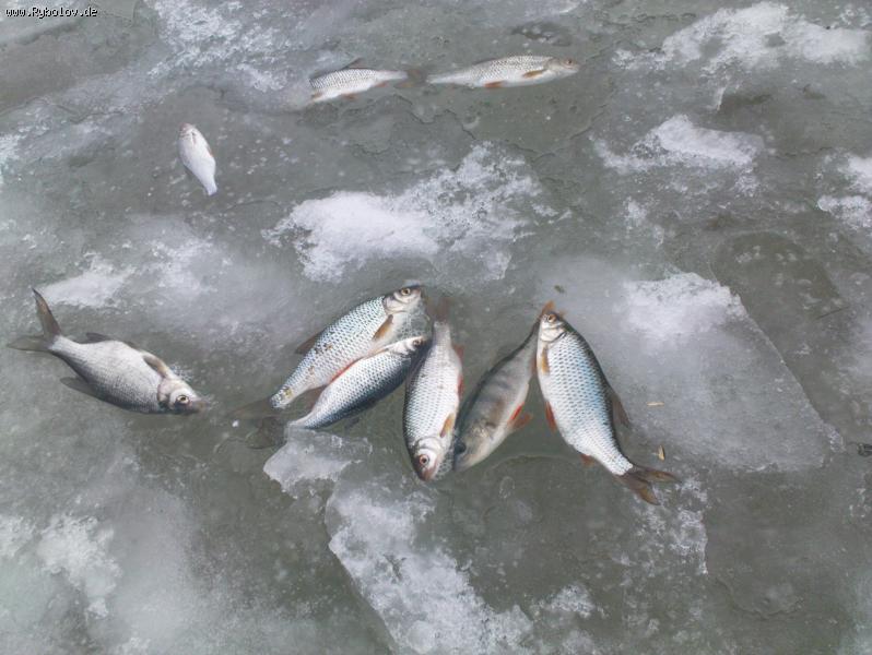 --Bleilochstausee - ������� (����������)