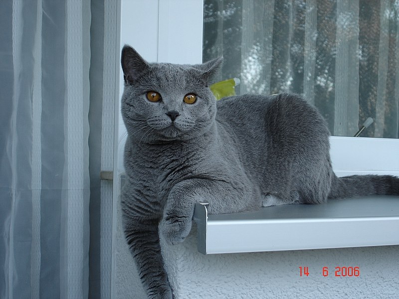 --��� "�����" - ���� - ������� (����������)