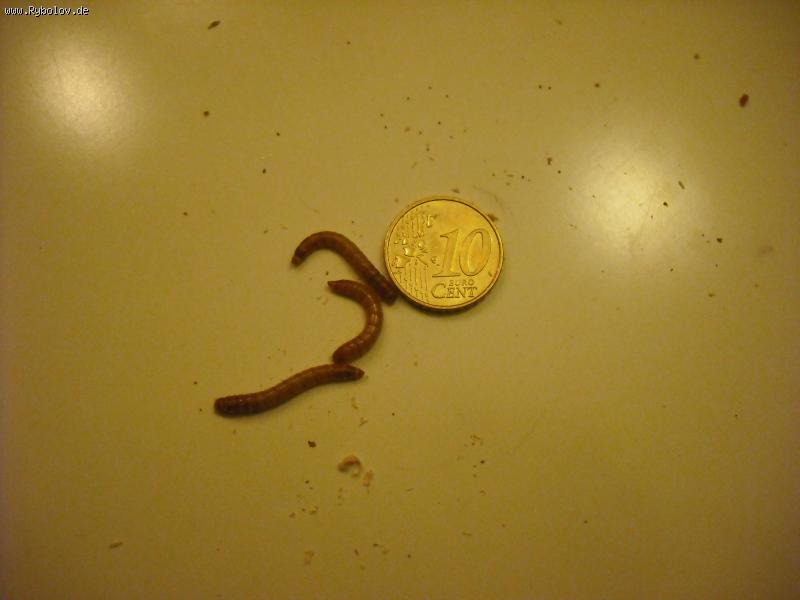 --��� ���? - ������� (����������)