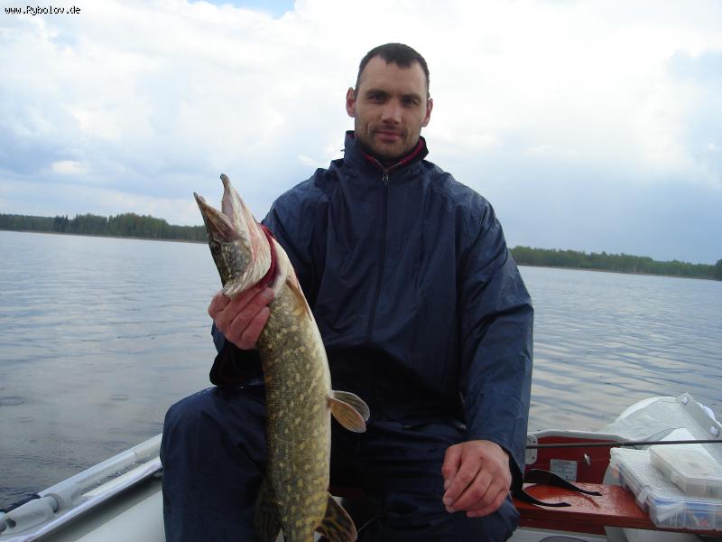 --horosaja bila ribalka - ������� (����������)