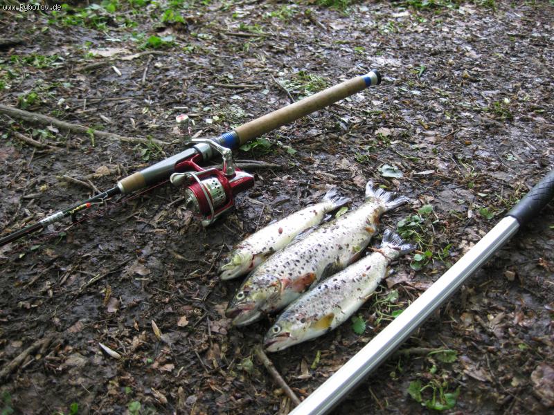 --" Bachforelle" - ������� (����������)