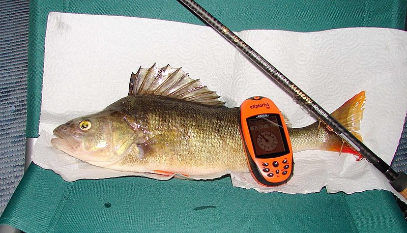 --Barsch 44cm. -  ()