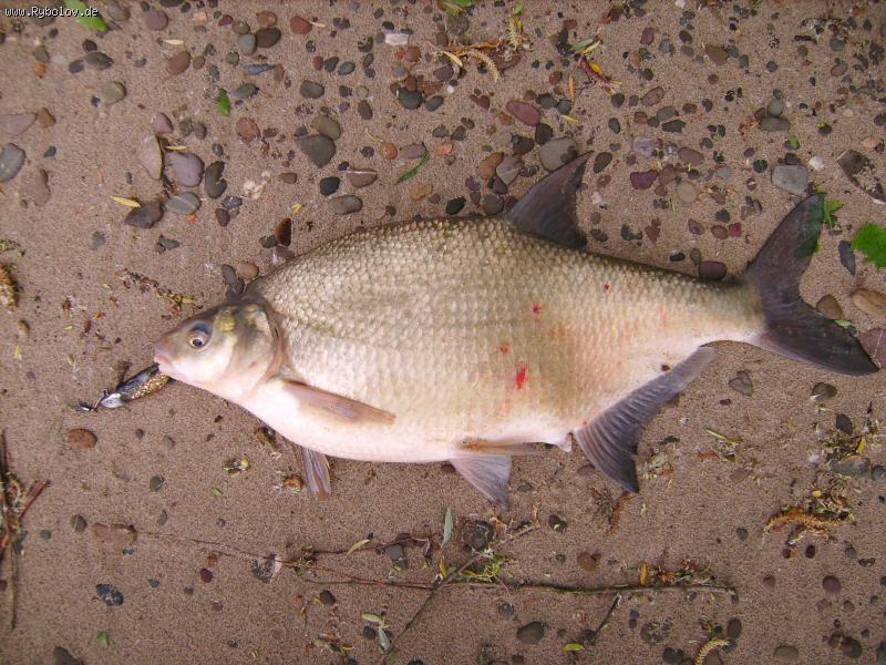 --������ 8 ��. - ������� (����������)