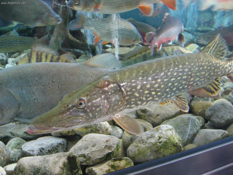 --�������� � �������� - ������� (����������)