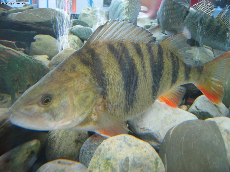 --�������� � �������� - ������� (����������)