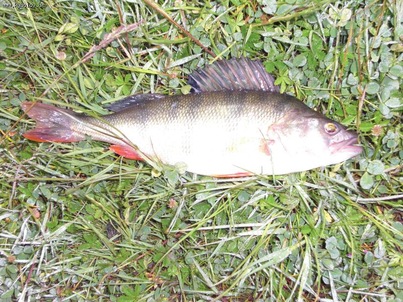 --barsch - ������� (����������)