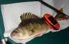 Окунь (44)+GPS. - рыбалка (фотоальбом)