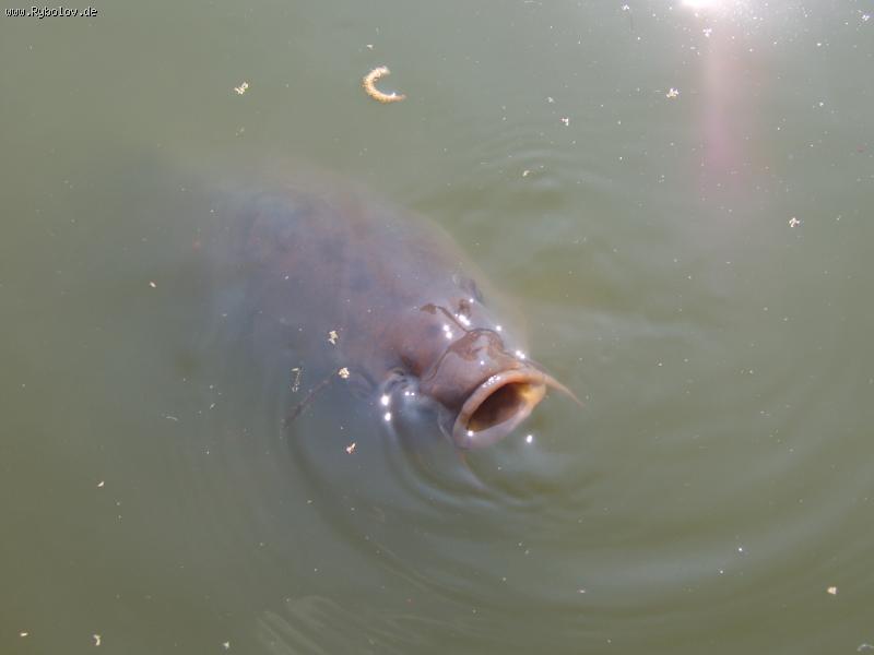 --���������� - ������� (����������)