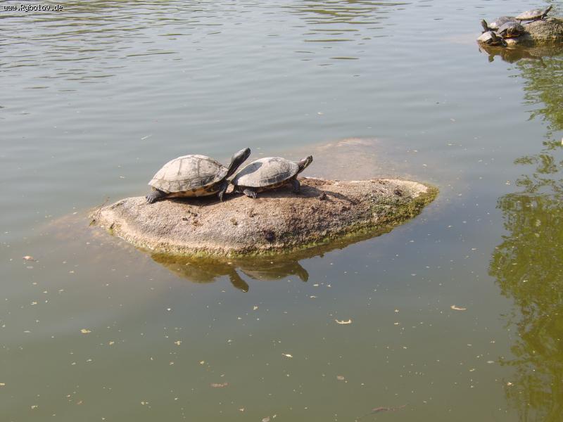 --��� ���� ������ �� ��������. - ������� (����������)