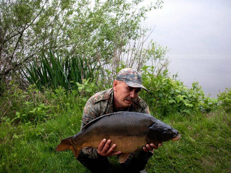 --Pervenez - ������� (����������)