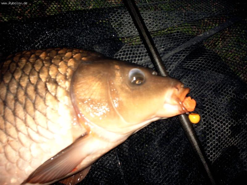 --  Proglod. - ������� (����������)