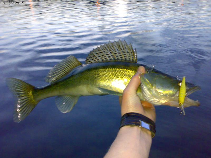 --������  Illex Squirrel-61 - ������� (����������)