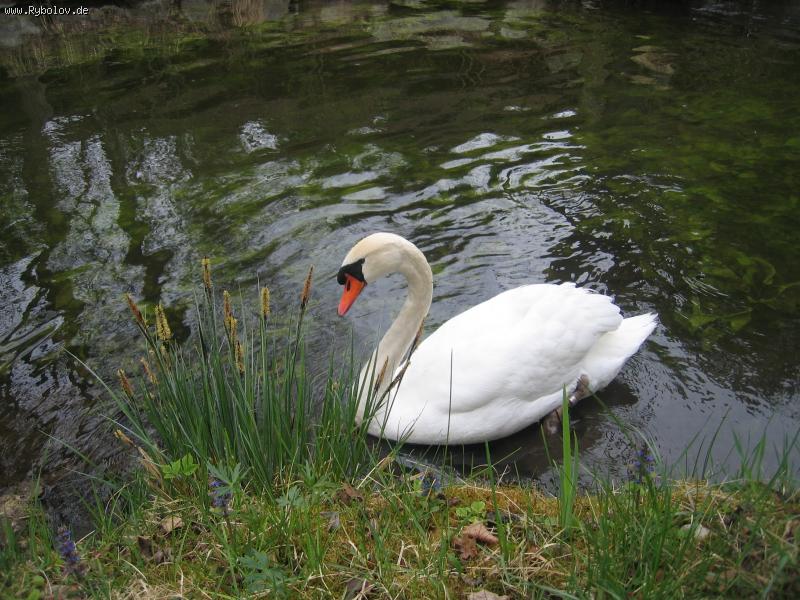 --������. - ������� (����������)