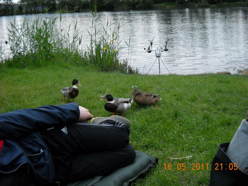 --"������" ��������. - ������� (����������)