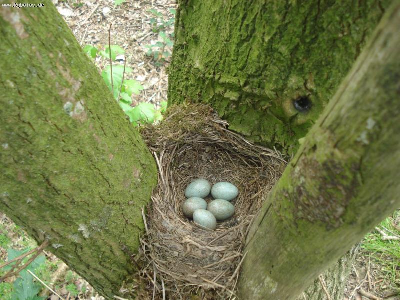 --������ �������! - ������� (����������)