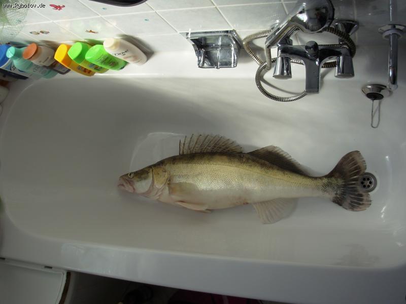 --������� - ������� (����������)