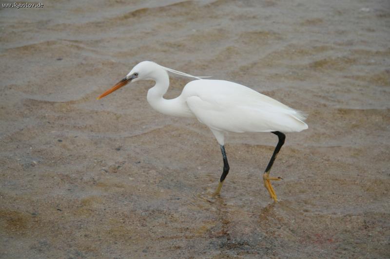 --�����. - ������� (����������)