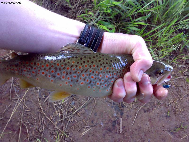 --Bachforelle. ����, ENZ - ������� (����������)