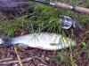   (enz) bei Niefern. -  ()