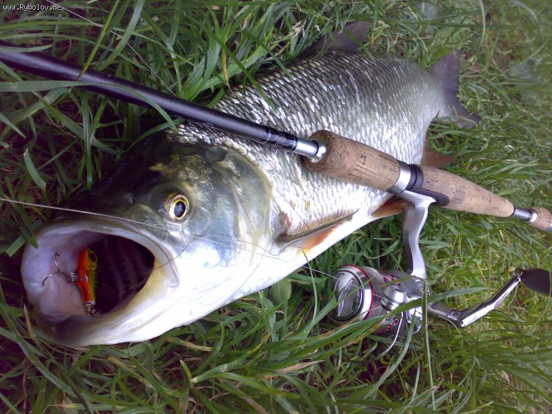 --Rapfen - ������� (����������)