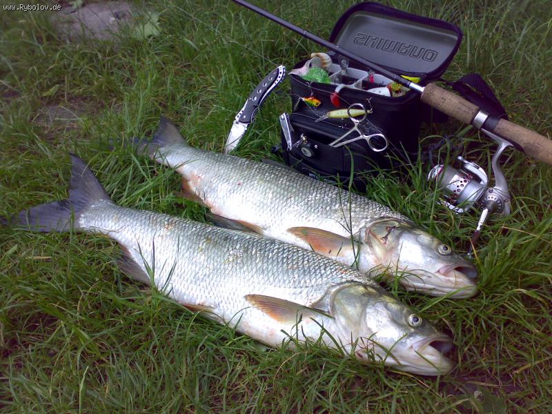 --����� - ������� (����������)