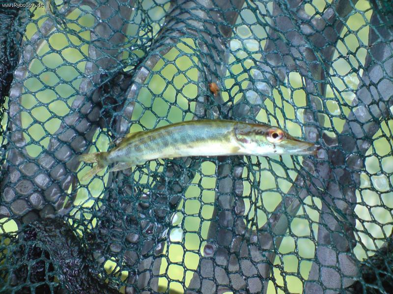 --,,������,, - ������� (����������)