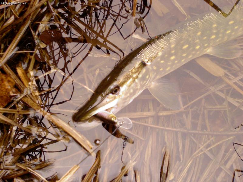 --����� - ������� (����������)