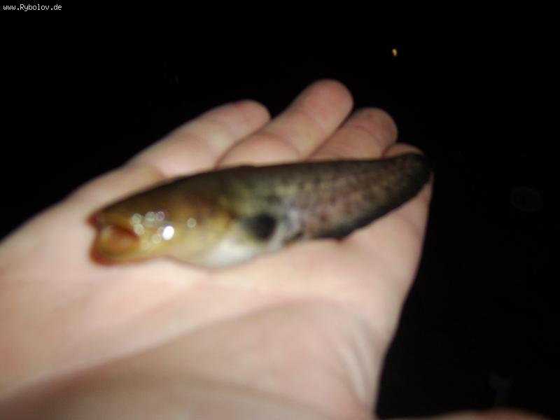 --������ XXL � ���� ���� - ������� (����������)