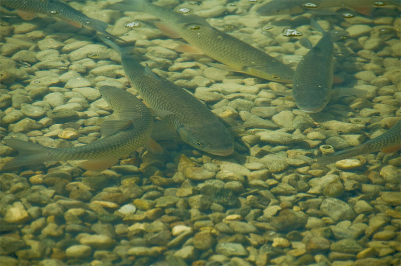 --Walchsee. Osterreich - ������� (����������)