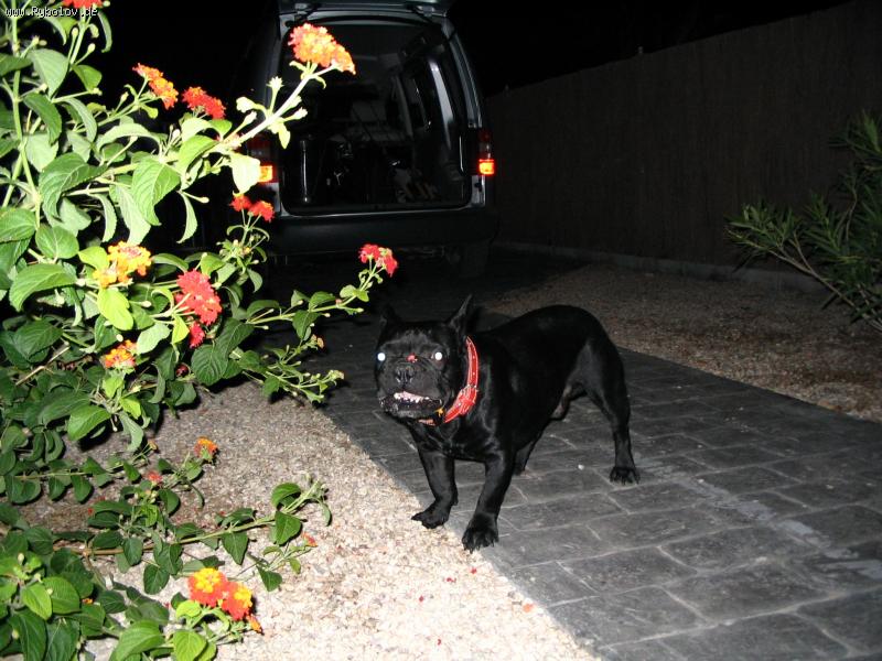 --�������-�������� - ������� (����������)