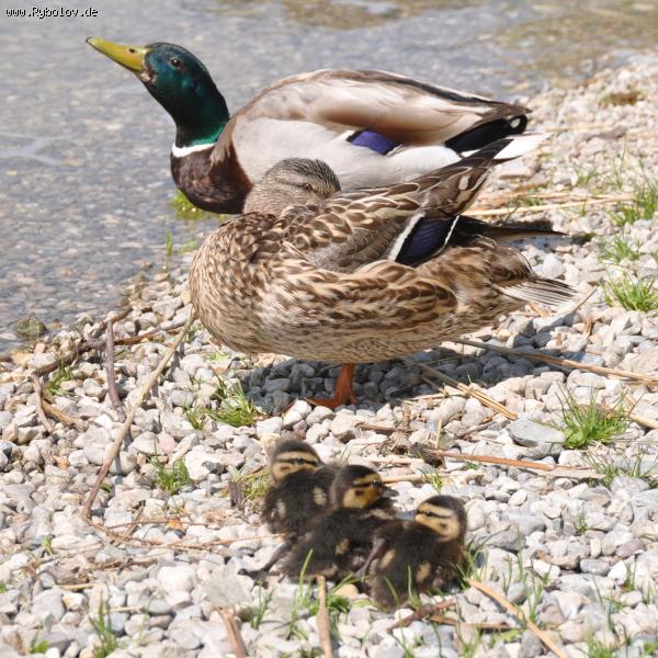 --������� ��������� ��� �������. - ������� (����������)