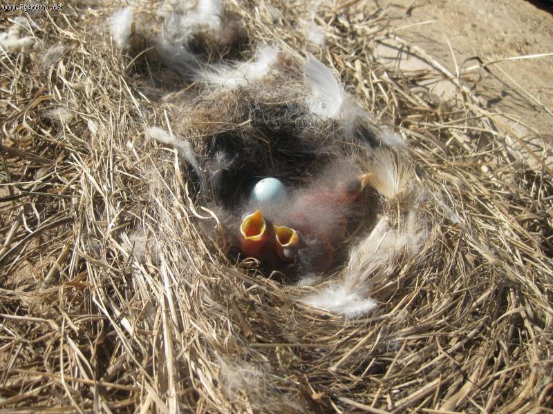 --����� - ������� (����������)